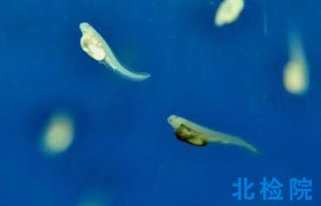 水生生物試驗