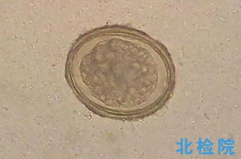 實驗動物寄生蟲試驗