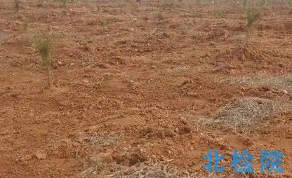綠化種植土