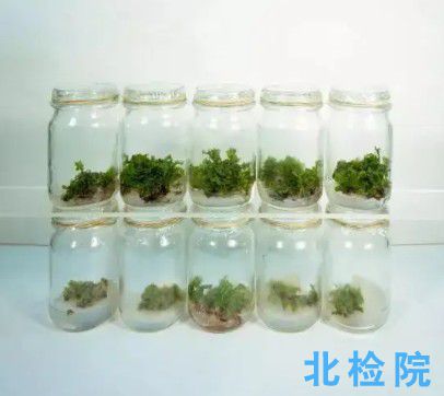 植物樣品測試