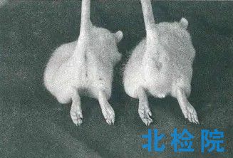 <a href=http://www.meilanhu.net/keyan/dongwushiyan/ target=_blank class=infotextkey>動物試驗</a>項目及報告
