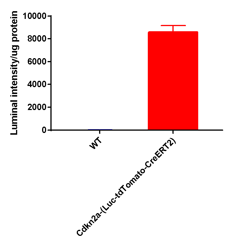 Cdkn2a-2.png