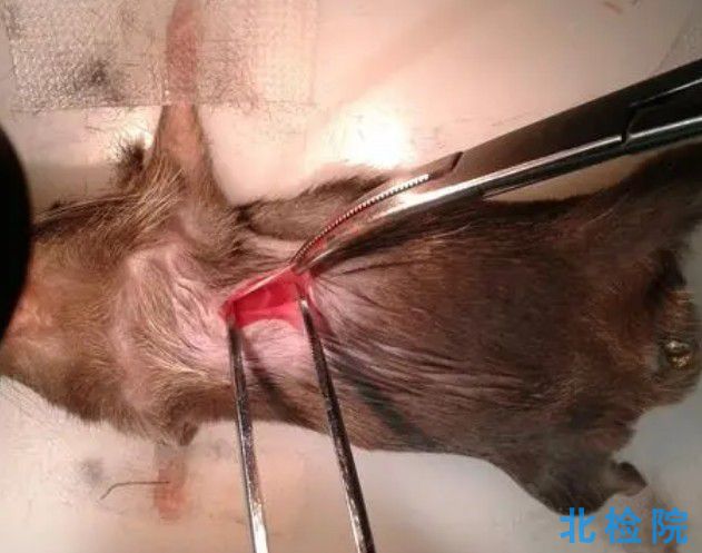 股骨頭壞死小鼠模型試驗
