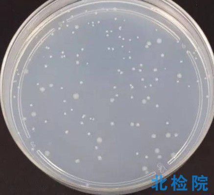 菌種毒性
